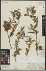 Foto von Salix alba L.